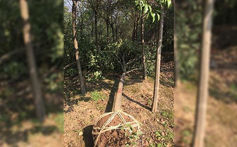 合肥承接園林綠化 專(zhuān)業(yè)施工