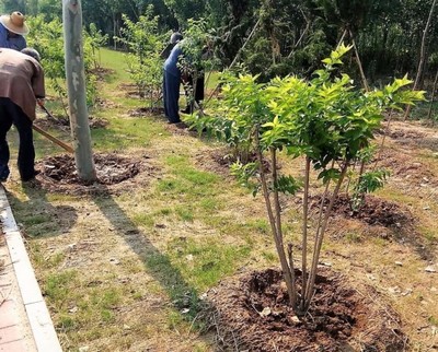 建綠透綠成商河常態!厲害了,我的園林城市_商河縣_大眾網