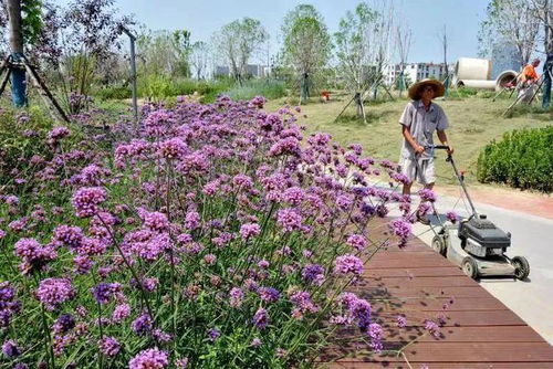 阜陽這個游園,預(yù)計月底開放