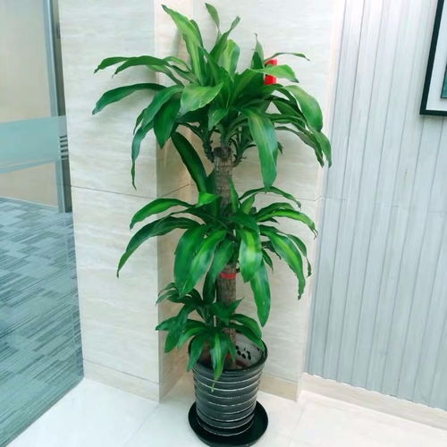 圖 別墅庭院花園設(shè)計施工園林園藝設(shè)計綠化工程養(yǎng)護 上海鮮花綠植