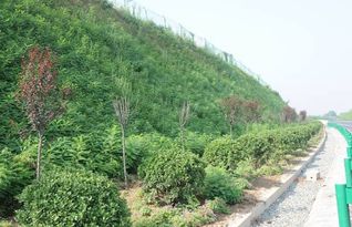 小區(qū)綠化綠化報價 廠家