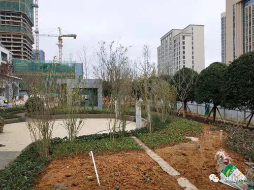 新蒲口腔醫(yī)院綠化工程項(xiàng)目正在施工中