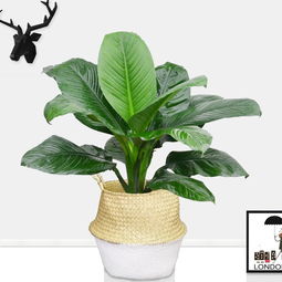 武漢園林景觀公司園林綠化施工工藝庭院陽臺(tái)小區(qū)景觀綠化施工